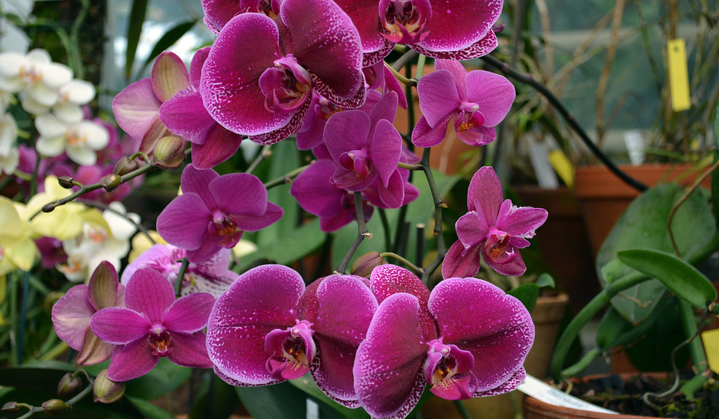 In Gothenburg Botanic garden. For my album My Flowers (11)… Flickr