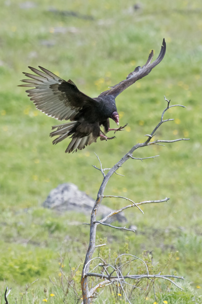 Turkey Vulture landing Terry Dadswell Flickr