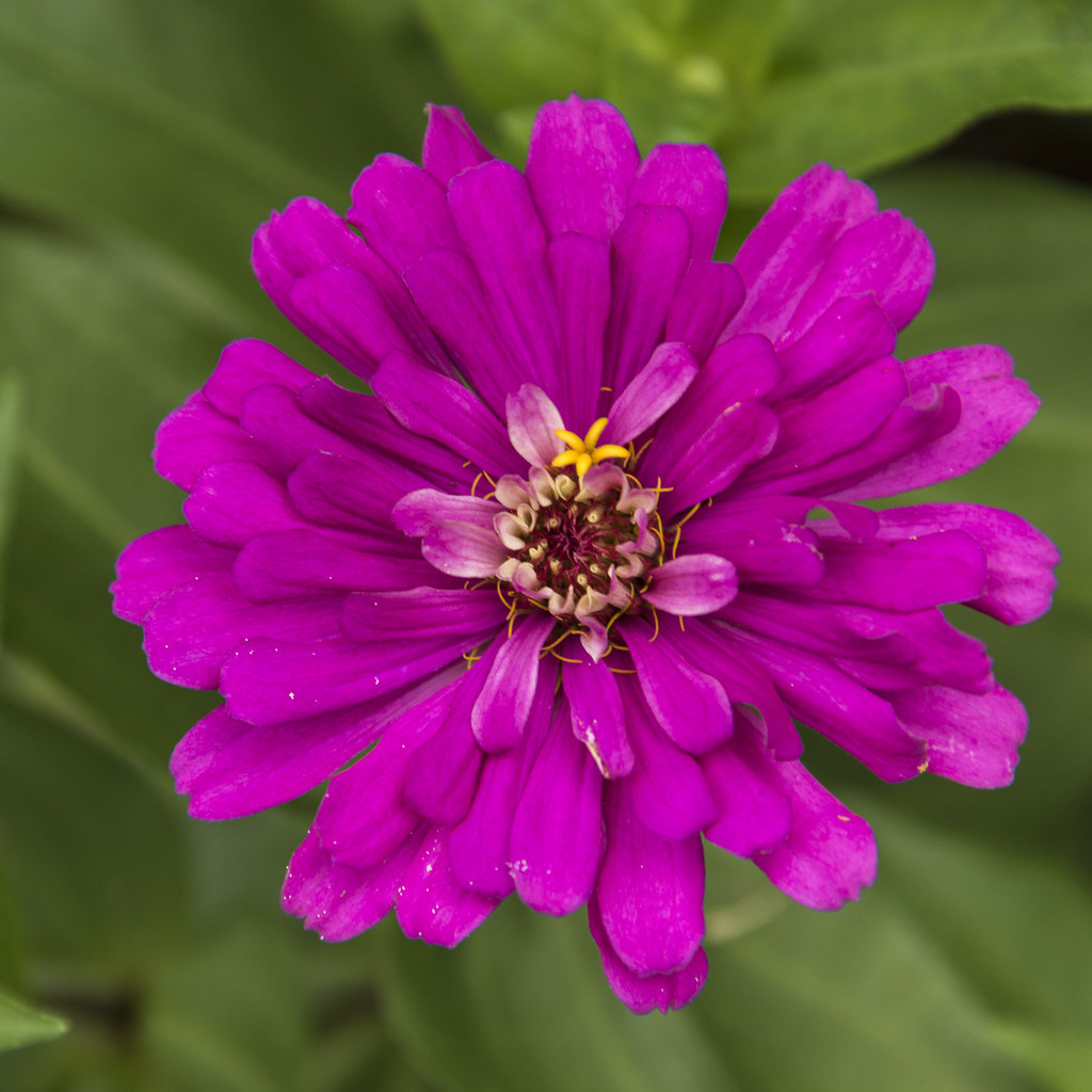 Hot Pink Zinnia __DSC6552 _Maji_ Flickr