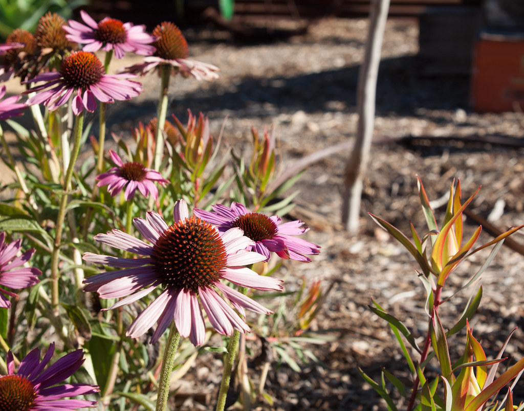 Cone flowers The owner of this Pleasure Point area home sa… Flickr