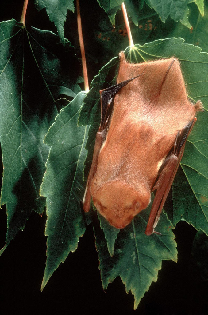 5476136SMPT An eastern red bat rests on a leaf. Bats are … Flickr