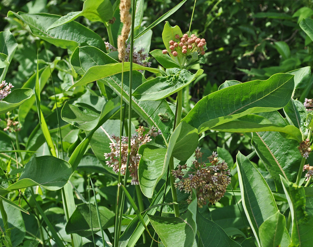 Treefrog & Milkweed Dunnville Barrens State Natural Area, … Aaron