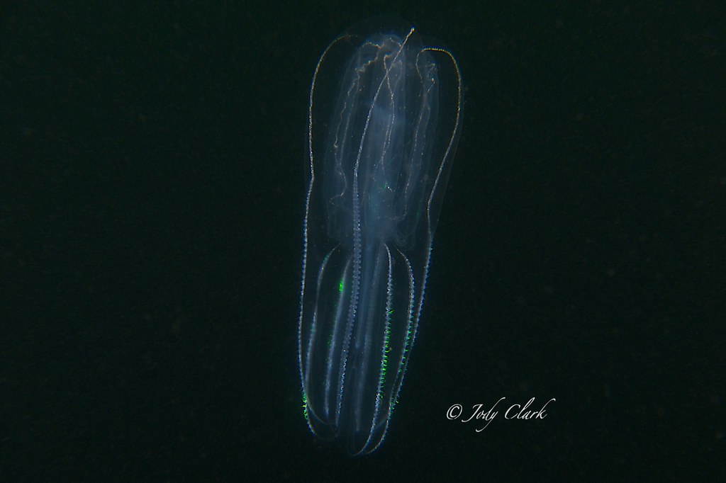 Bolinopsis infundibulum jellyfish aka cone jelly Jody Lynn Clark Flickr