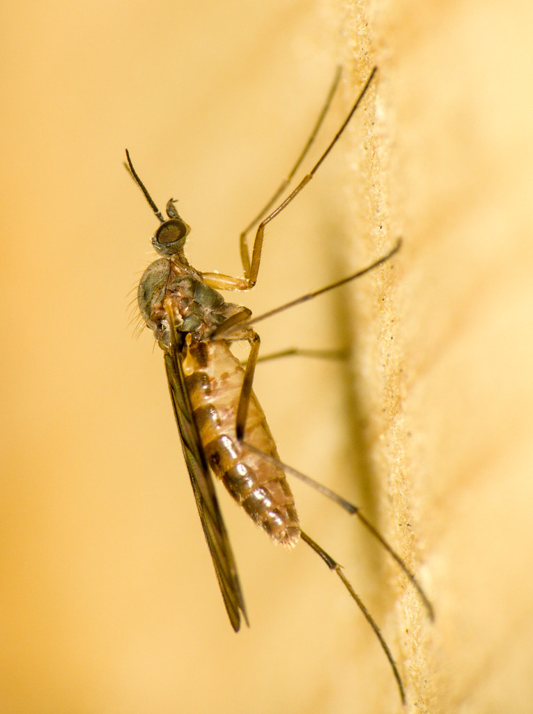 All sizes Wood Gnat (Sylvicola) Flickr Photo Sharing!