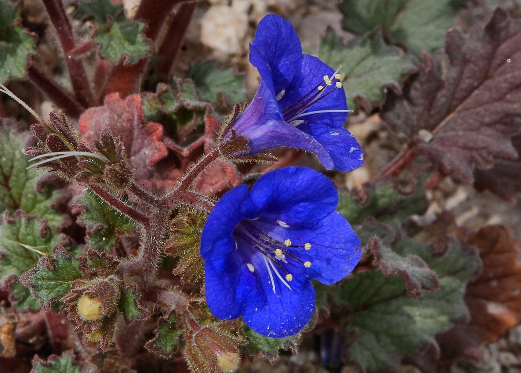Desert Bluebells Phacelia campanularia SE Tucson David Aber Flickr