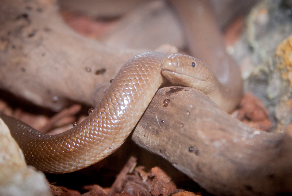 Rubber Boa Order Squamata Family Boidae Genus Charina S… Flickr