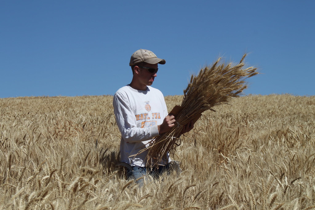 Spillman Harvest 2012 CAHNRS WSU CAHNRS WSU Flickr