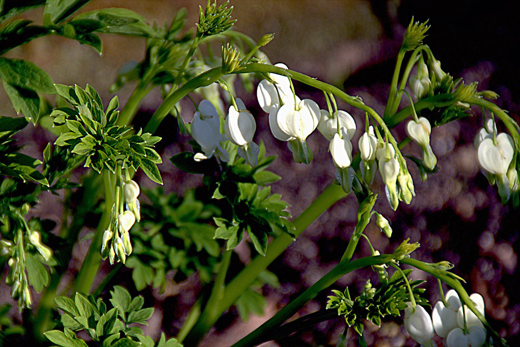 dicentra spectabilis 'alba' en el Jardín Botánico de Madri… Flickr