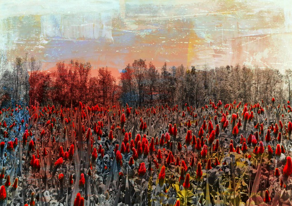 A Field of Red Clover County, North Carolina a photo on