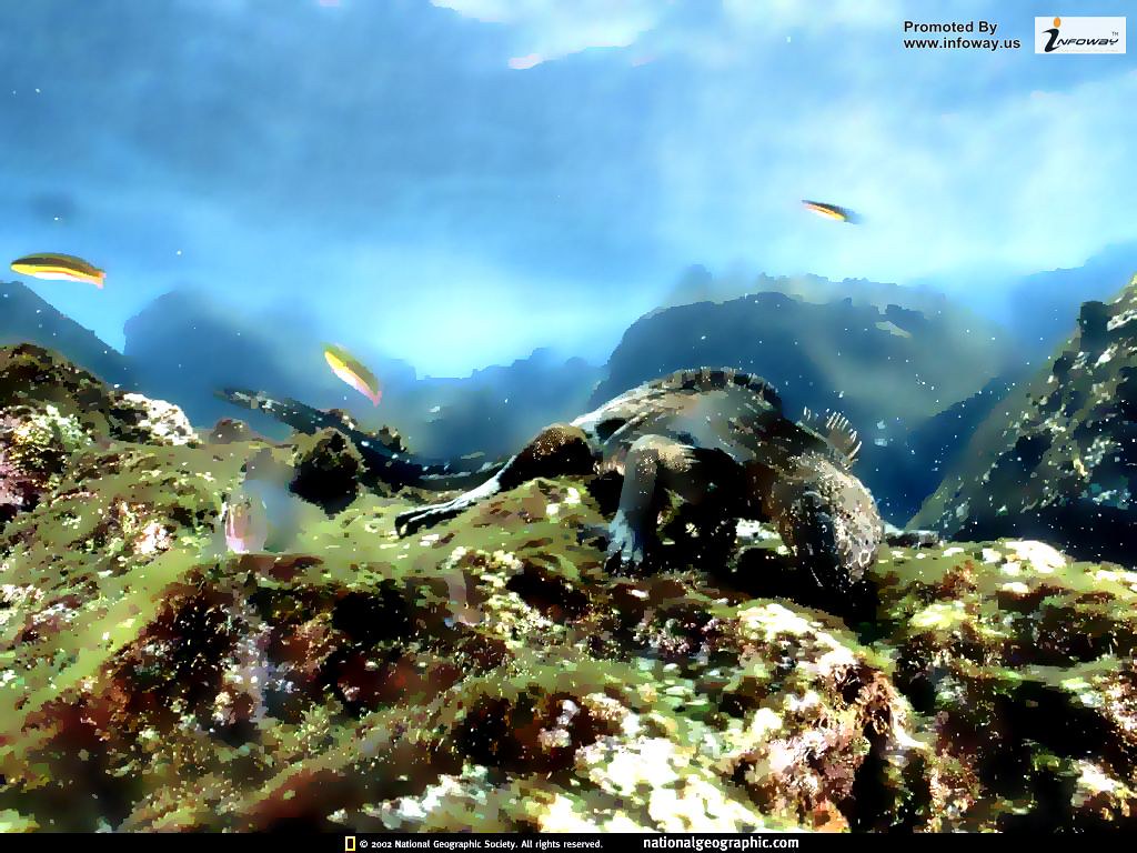 live under the sea live under the sea Bryan Adams Flickr