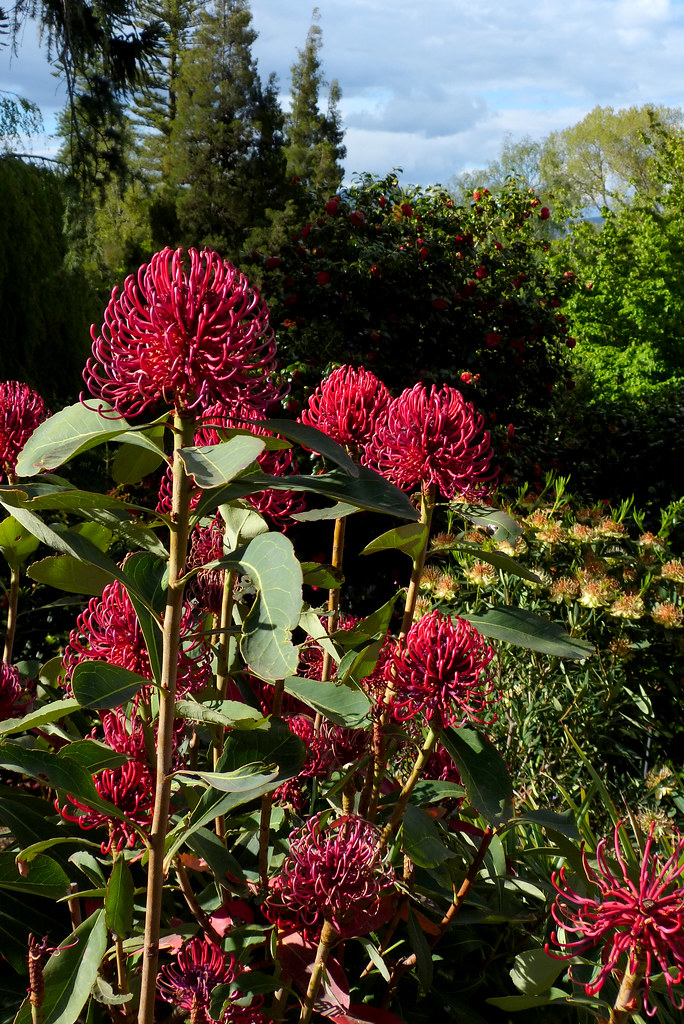 Royal Tasmanian Botanical Gardens, Hobart Telopea Shady La… Flickr