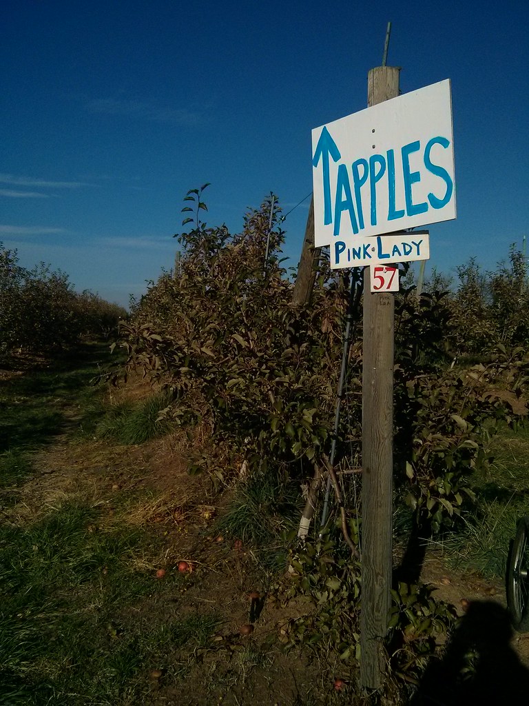 Apples At Homestead Farm, outside of Poolesville, Md. Rob Pegoraro