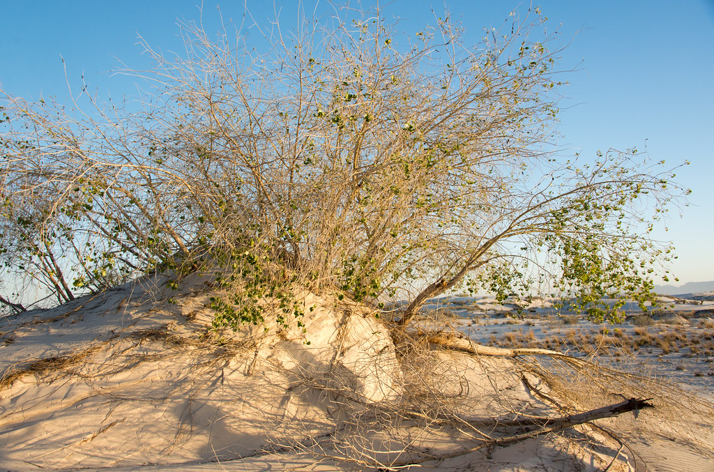 Rio Grande Cottonwood White Sands National Monument, May 5… Flickr