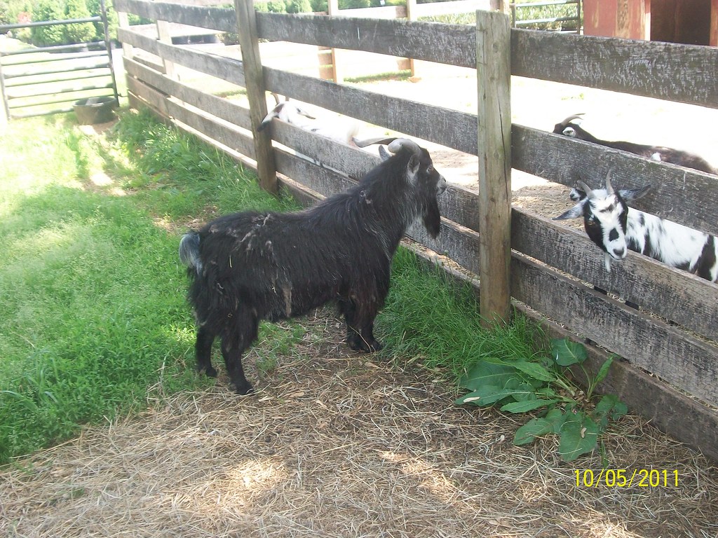 Chapel Hills Farm 020 Flickr