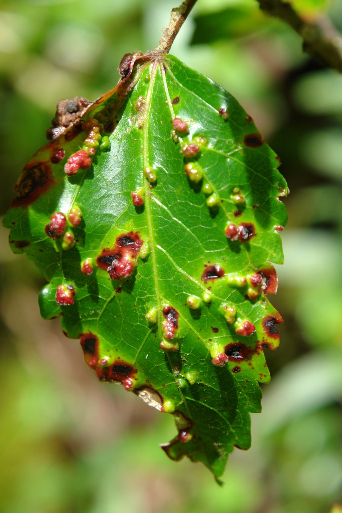 Hibiscus leaf with erinose mites Gall mites, hibiscus Lo… Flickr