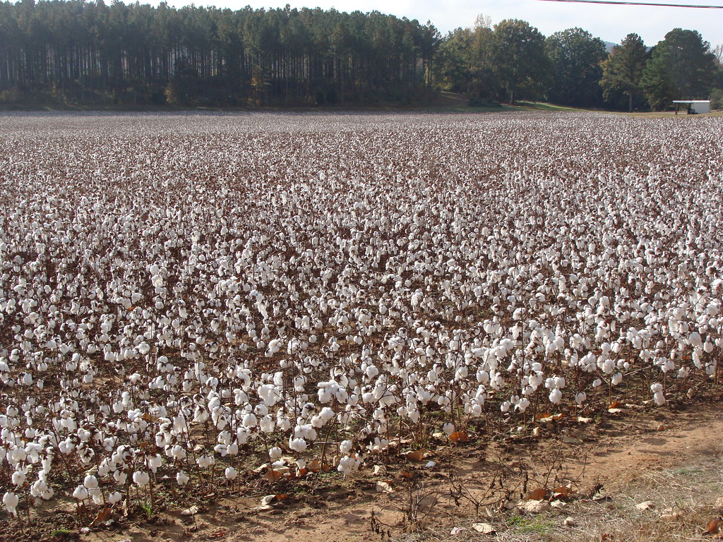 DixieLand of CottonWhite Plains, Al. a photo on Flickriver