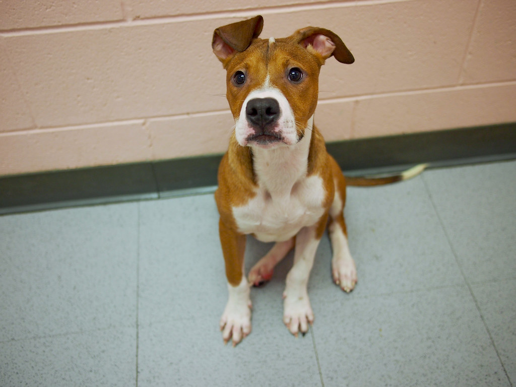 Billy BILLY is a 56 month old Hound/Pit mix puppy who’s f… Flickr