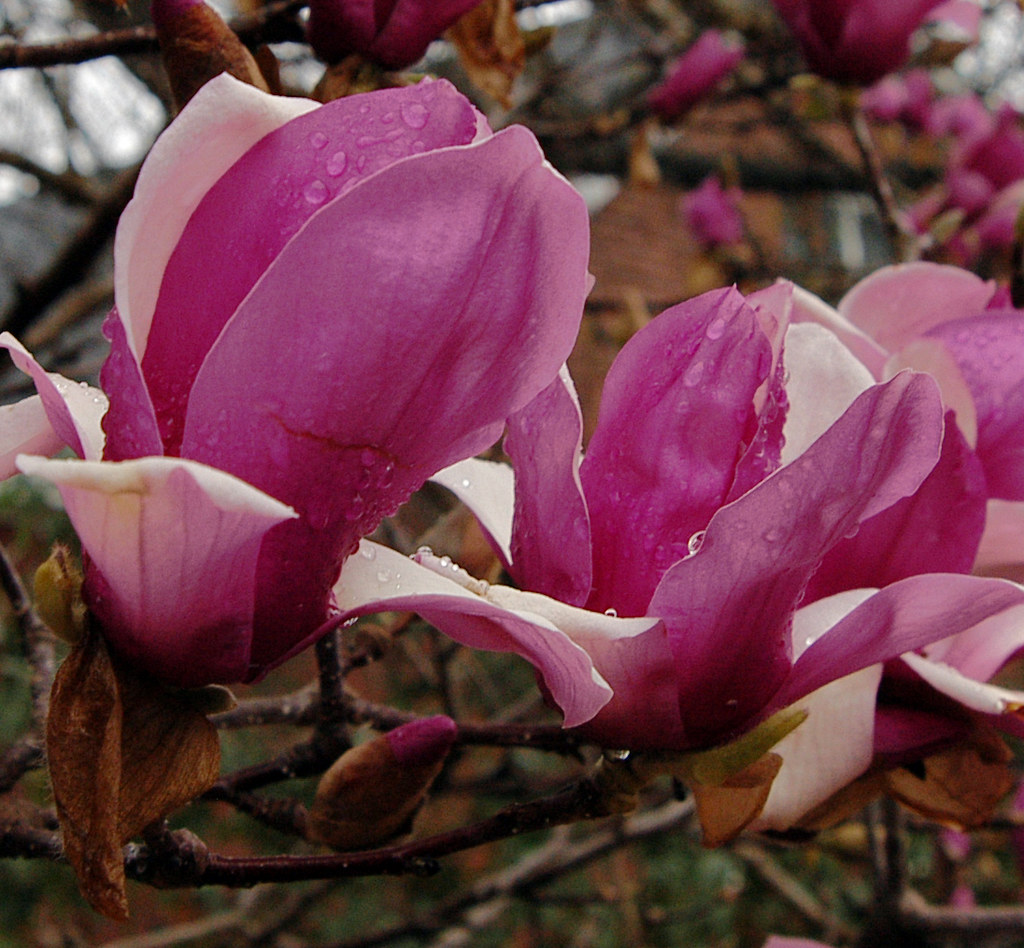 Japanese magnolia Family Magnoliaceae (magnolia family) C… Flickr