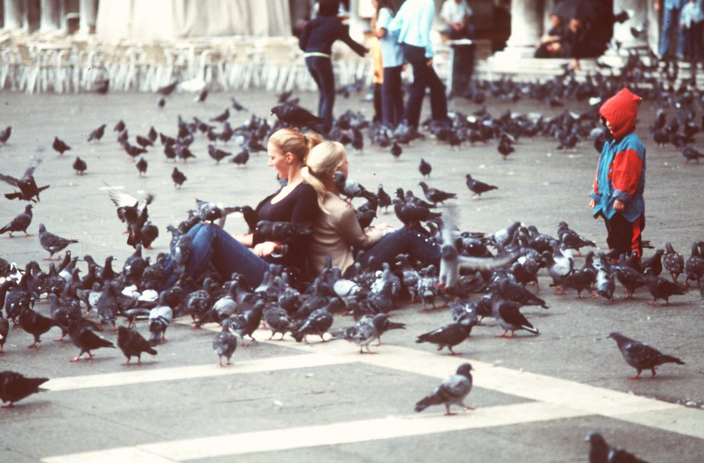 Pigeons Do you have fear of bird flu? debsilver Flickr