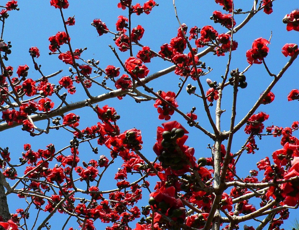 Cotton Tree A cotton tree in bloom at Marie Selby gardens Nadia