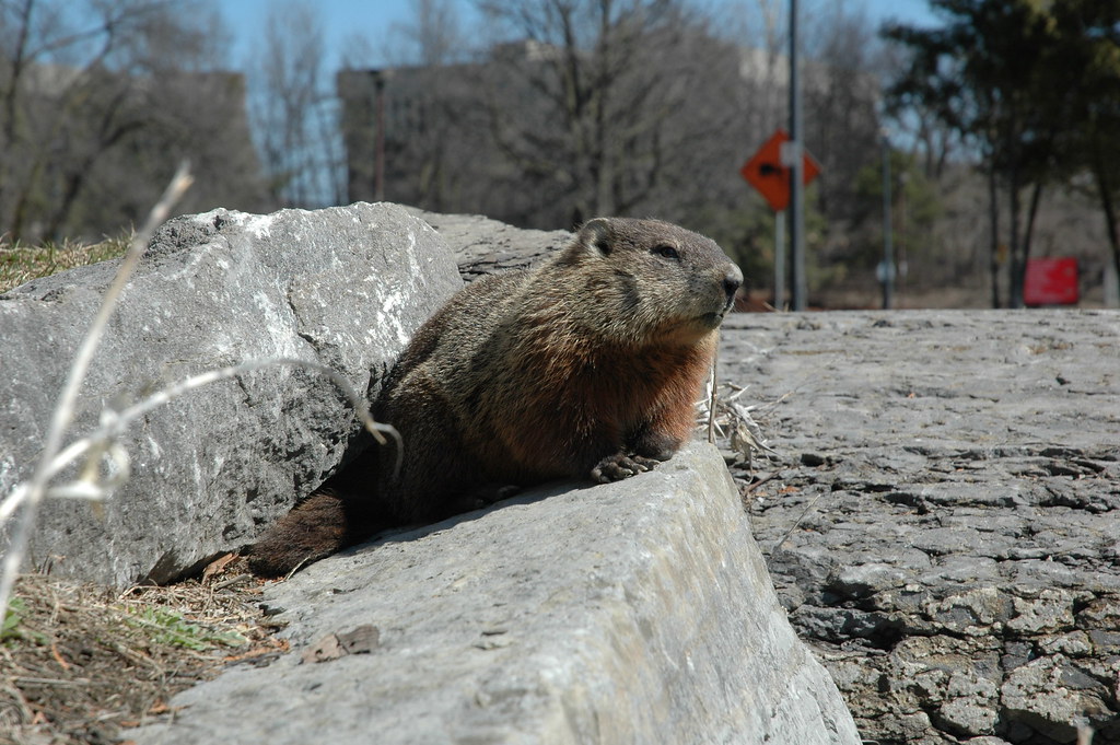Mr. Groundhog A Groundhog near the river at Carleton Unive… Richard