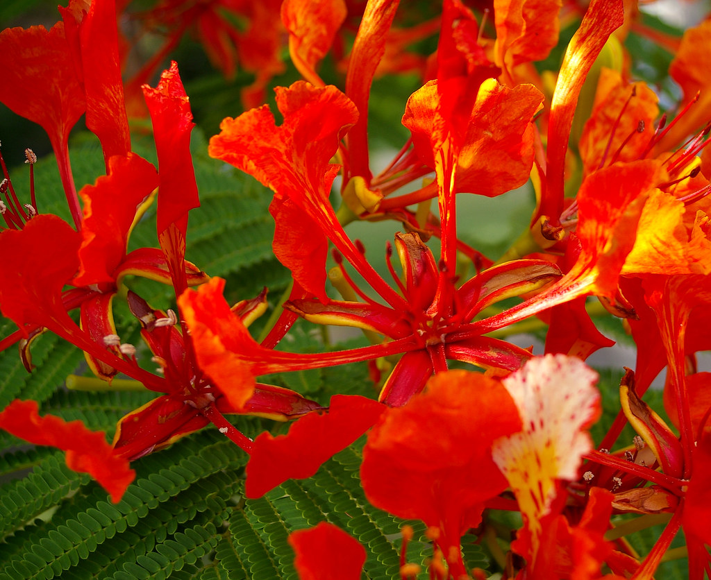IMGP0208 poinciana Royal poinciana flower Rae Allen Flickr