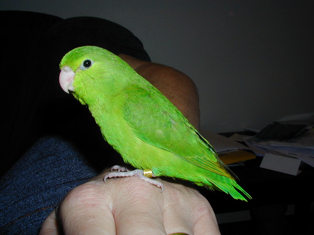 Fledgling GreenRumped Parrotlet Geek2Nurse Flickr