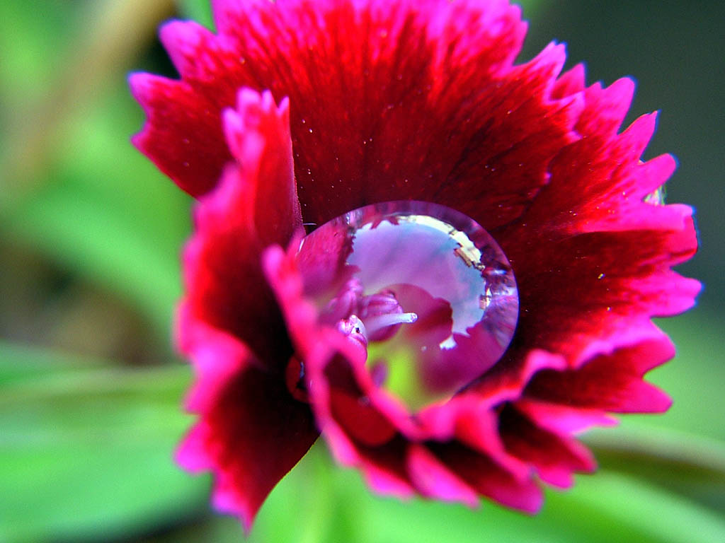 Water drops on flowers I took these shots after watering m… Flickr