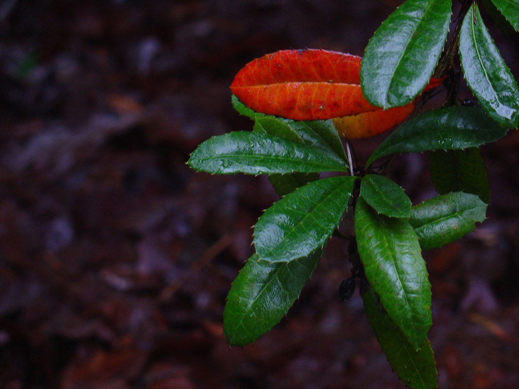 Waxy Leaves stirwise Flickr