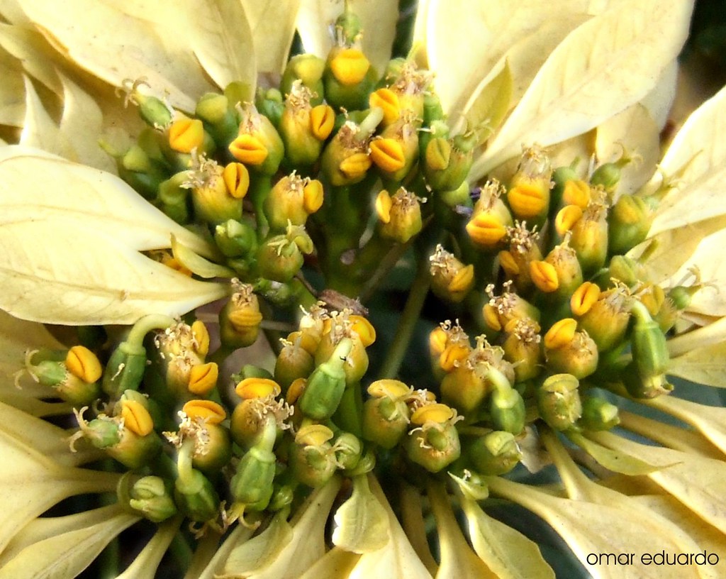 Flower Chorus Cuetlaxochitl o Flor de Nochebuena. I don´t … Flickr