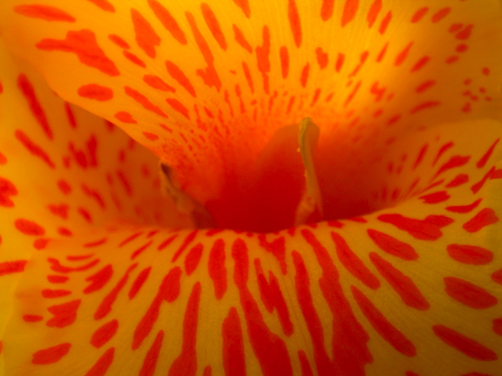 Inside a Flower Here's what a flower looks like to a bee..… Flickr