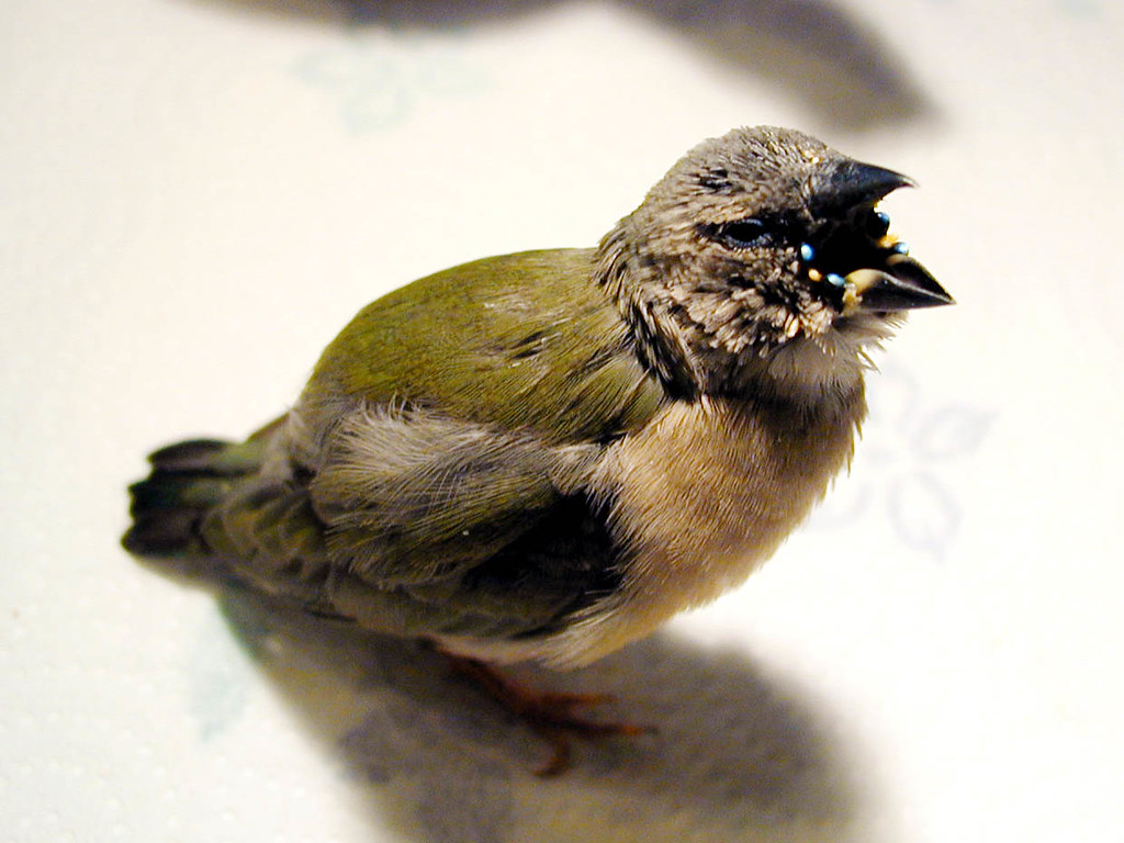Lady Gouldian Finch Baby The irridescent spots next to h… Flickr