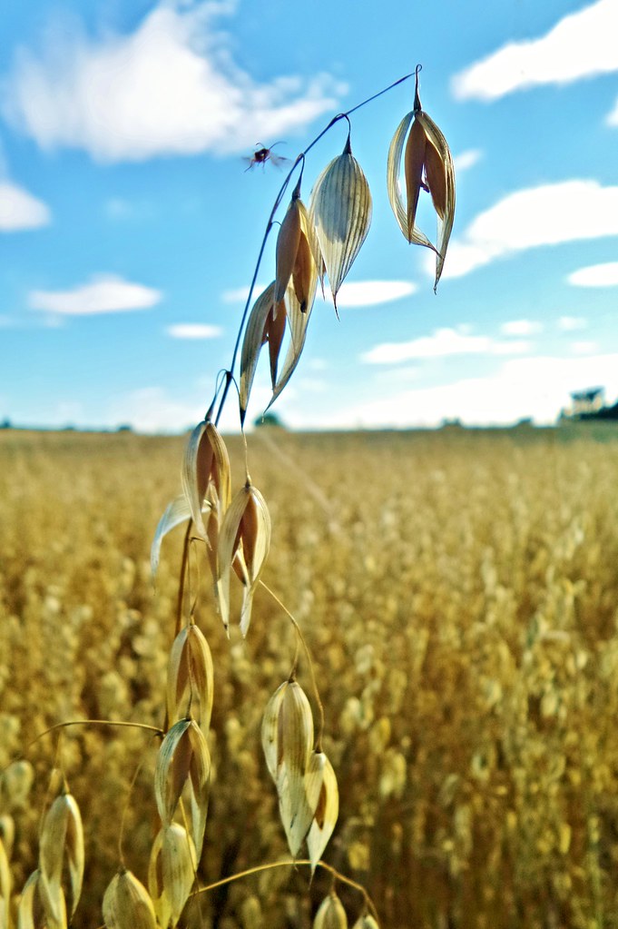 Oats and Beans and Barley grow... Oat stalk and passing in… Flickr