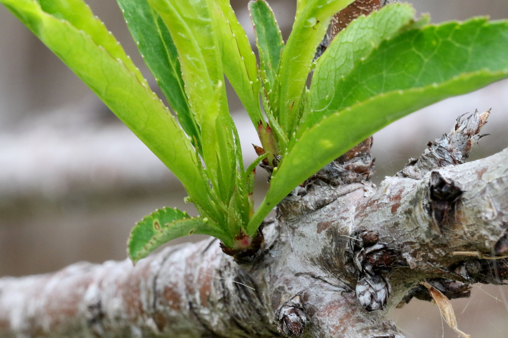 new_peach_leaves_7Dii2236 New leaves coming out on a peach… Flickr