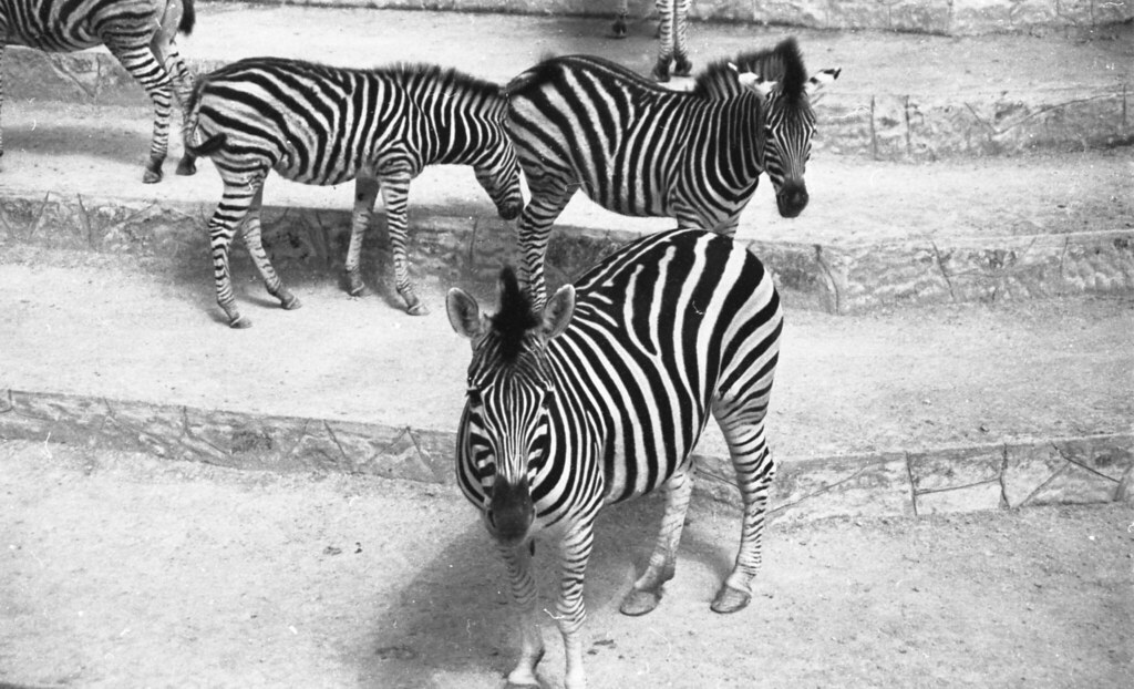 Zebras San Antonio Zoo 1989 Clint Flickr