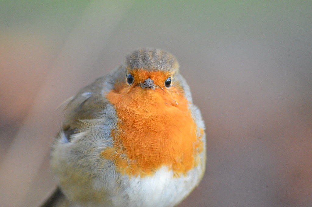 Robin Red Breast Just entered a Photo Competition on the C… Flickr