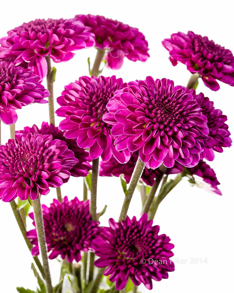 Bouquet of Chrysanthemums Bouquet of Purple Chrysanthemums… Flickr