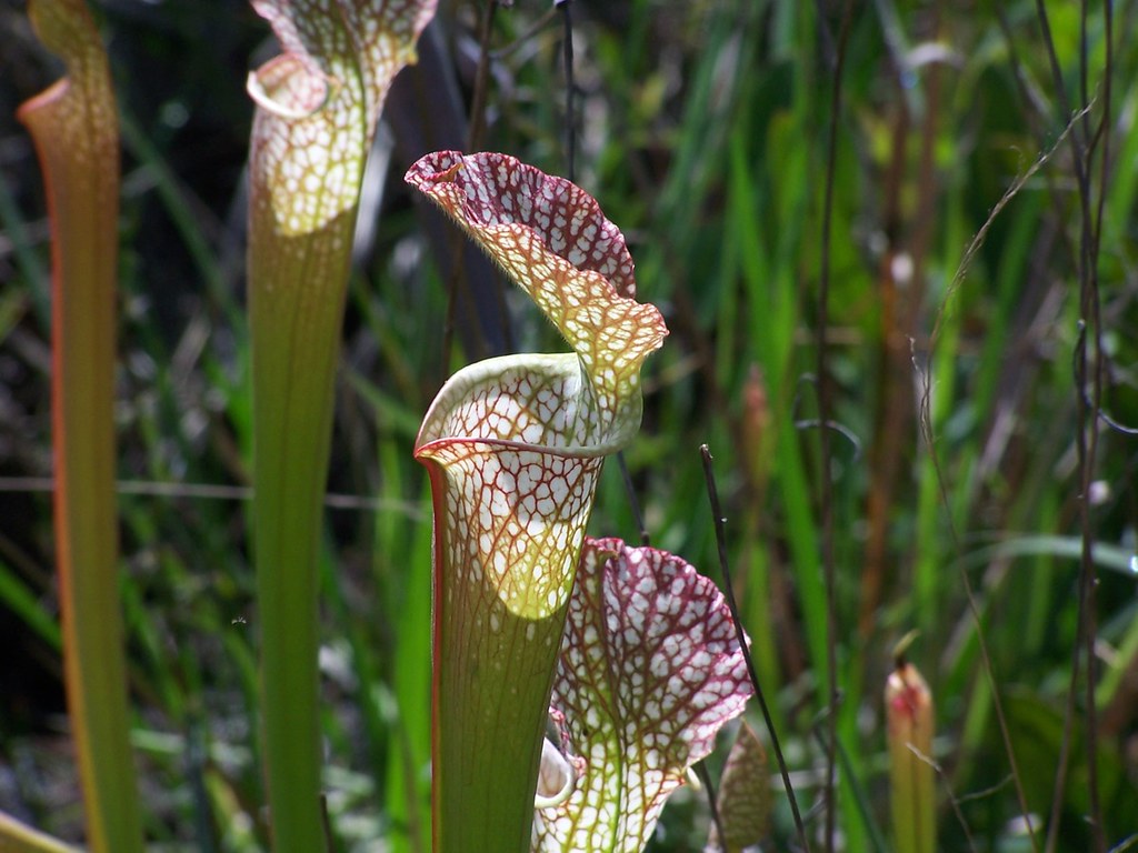 Pitcher Plant Weeks Bay Pitcher Plant Bog, Foley (Baldwin … Flickr