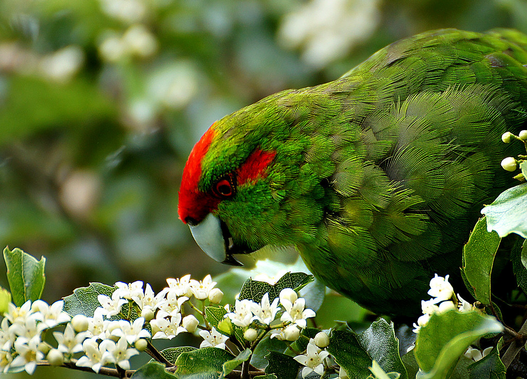 Kakariki, the redcrowned parakeet.(Cyanoramphus novaezelandiae) a