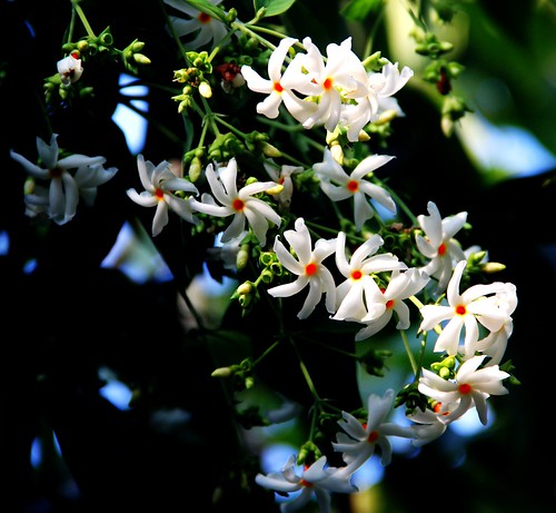 "শেৱালী ফুল" or the Nightflowering Jasmine (scientific na