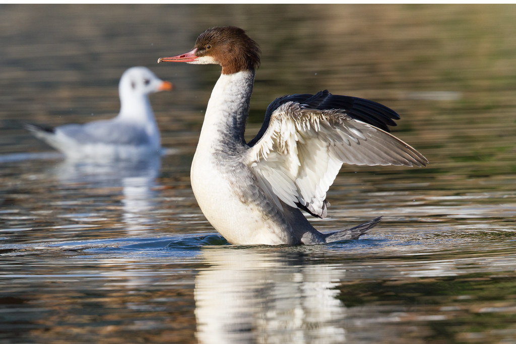 Goosander (Mergus merganser) Female Goosander (Juvenile) a… Flickr