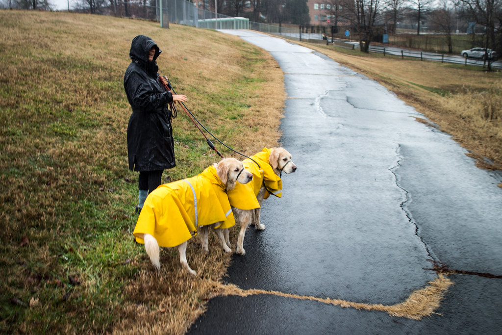 Soggy Dogs Yellowcoated canines with their master along t… Flickr
