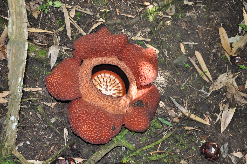 Another bud waiting to bloom Rafflesia is the official sta… Flickr