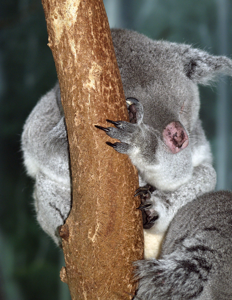Koala Bear 02012009 1 OLYMPUS DIGITAL CAMERA Flickr