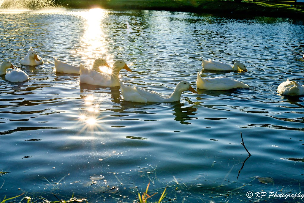 DSC_1260 Sparkling duck Karey Peterson Flickr