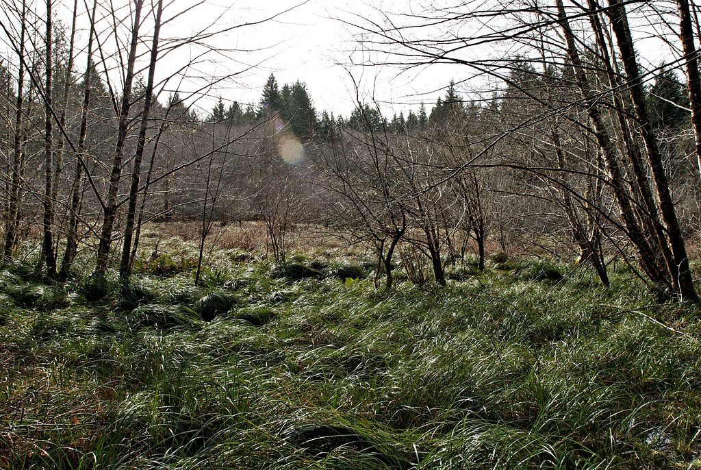 Soapstone Lake Hike Rainforest along the Oregon coast, nea… B/Hiking Nikon Oregon Flickr