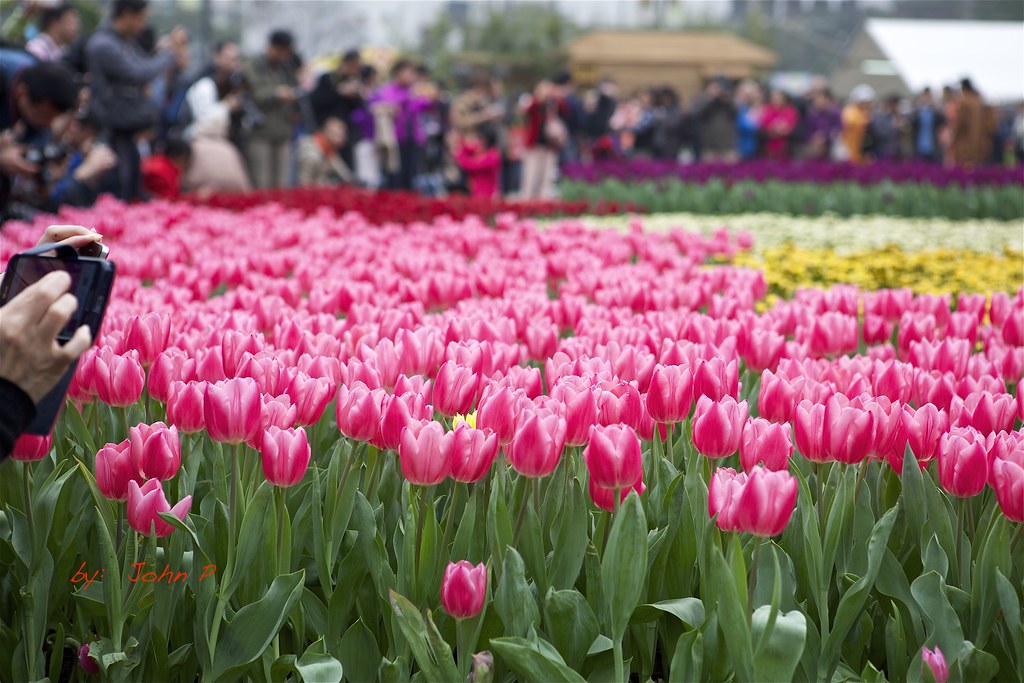 2014 HK Flower Show The Hong Kong Flower Show 2014 organis… Flickr