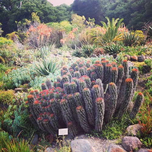 UC Berkeley Botanical Garden FarOutFlora Flickr
