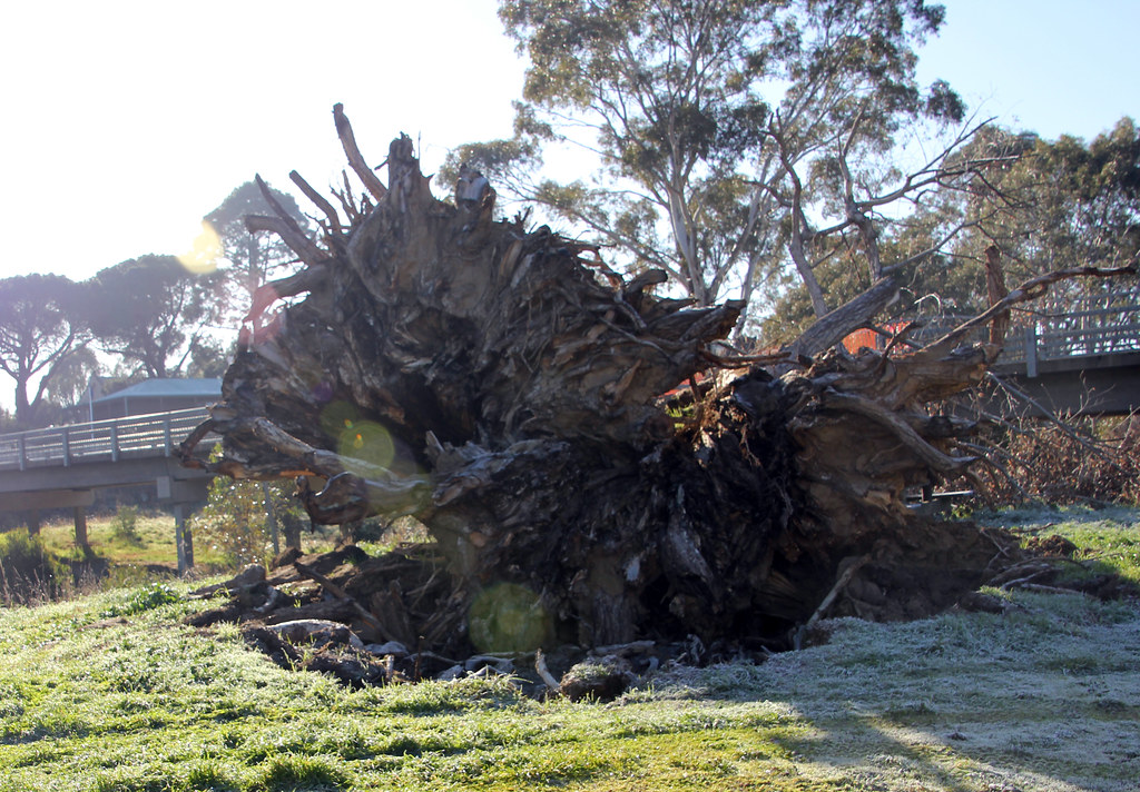 root ball fallen tree guildford_8683 gervo1865_2 LJ Gervasoni Flickr