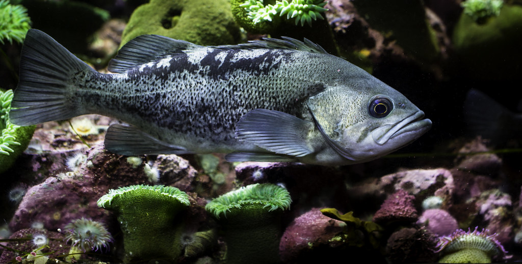 Black Rockfish a photo on Flickriver